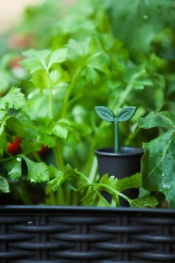 Keter Easy Growing 11 Keter Easy Growing -Elho || ESSCHERT DESIGN || Nature Winkel 7290103660833 5