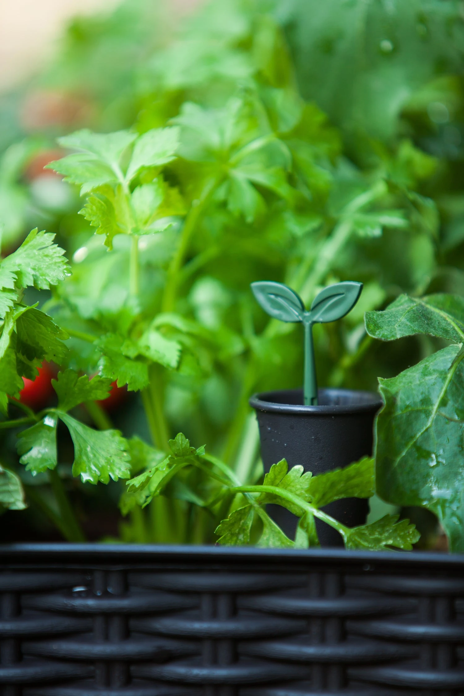 Keter Easy Growing 6 Keter Easy Growing - Afbeelding 6