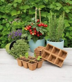 Sogo Kweekpot 6 X 6 Cm 6 Stuks 9 Sogo Kweekpot 6 X 6 Cm 6 Stuks -Elho || ESSCHERT DESIGN || Nature Winkel 8711117873129 6