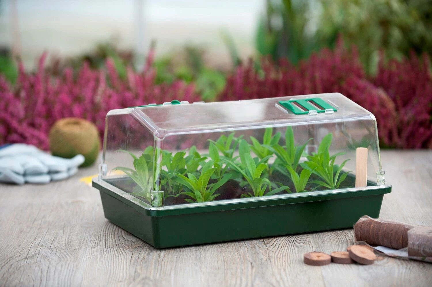 Nature Aero Serre Kweekkas 55x31x21cm 2 Nature Aero Serre Kweekkas 55x31x21cm - Afbeelding 2