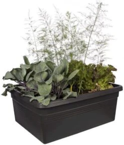 Elho Kweekbak Op Wielen Green Basics Zwart 76,7 X 57,9 X 29 Cm -Elho || ESSCHERT DESIGN || Nature Winkel 8711904316662 3