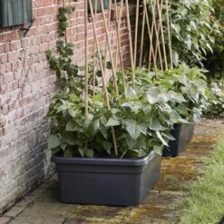 Elho Kweekbak Op Wielen Green Basics Zwart 76,7 X 57,9 X 29 Cm -Elho || ESSCHERT DESIGN || Nature Winkel 8711904316662 5