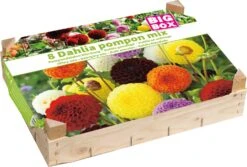Florex Big Box Dahlia (Dahlia 'Pompon') Gemengd 8 Stuks