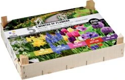 Florex Biologische Bloembollen Box 5 Maanden Bloemen 19 X 10 X 26 Cm