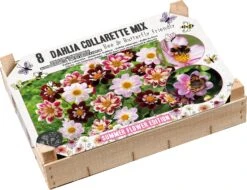 Florex Big Box Bij- En Vlindervriendelijk Dahlia (Dahlia) 8 Stuks