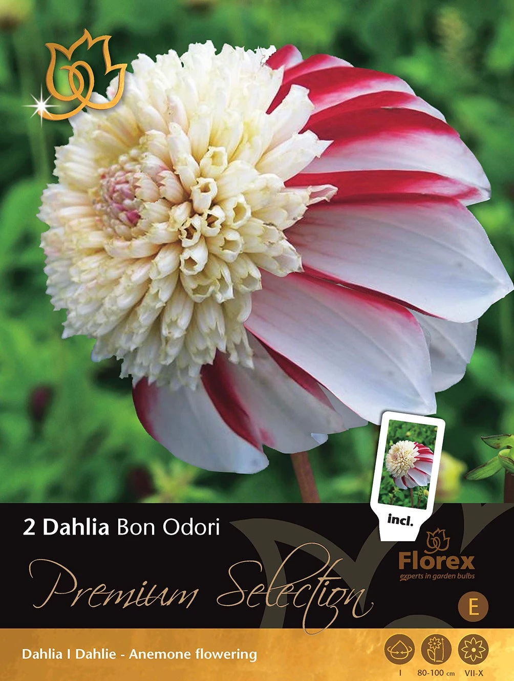 Florex Premium Dahlia Anemoonbloeiend (Dahlia 'Bon Odori') 2 Stuks 1 Florex Premium Dahlia Anemoonbloeiend (Dahlia 'Bon Odori') 2 Stuks