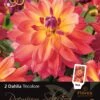 Florex Premium Dahlia (Dahlia 'Tricolore') 2 Stuks
