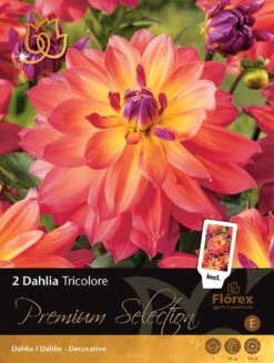 Florex Premium Dahlia (Dahlia 'Tricolore') 2 Stuks