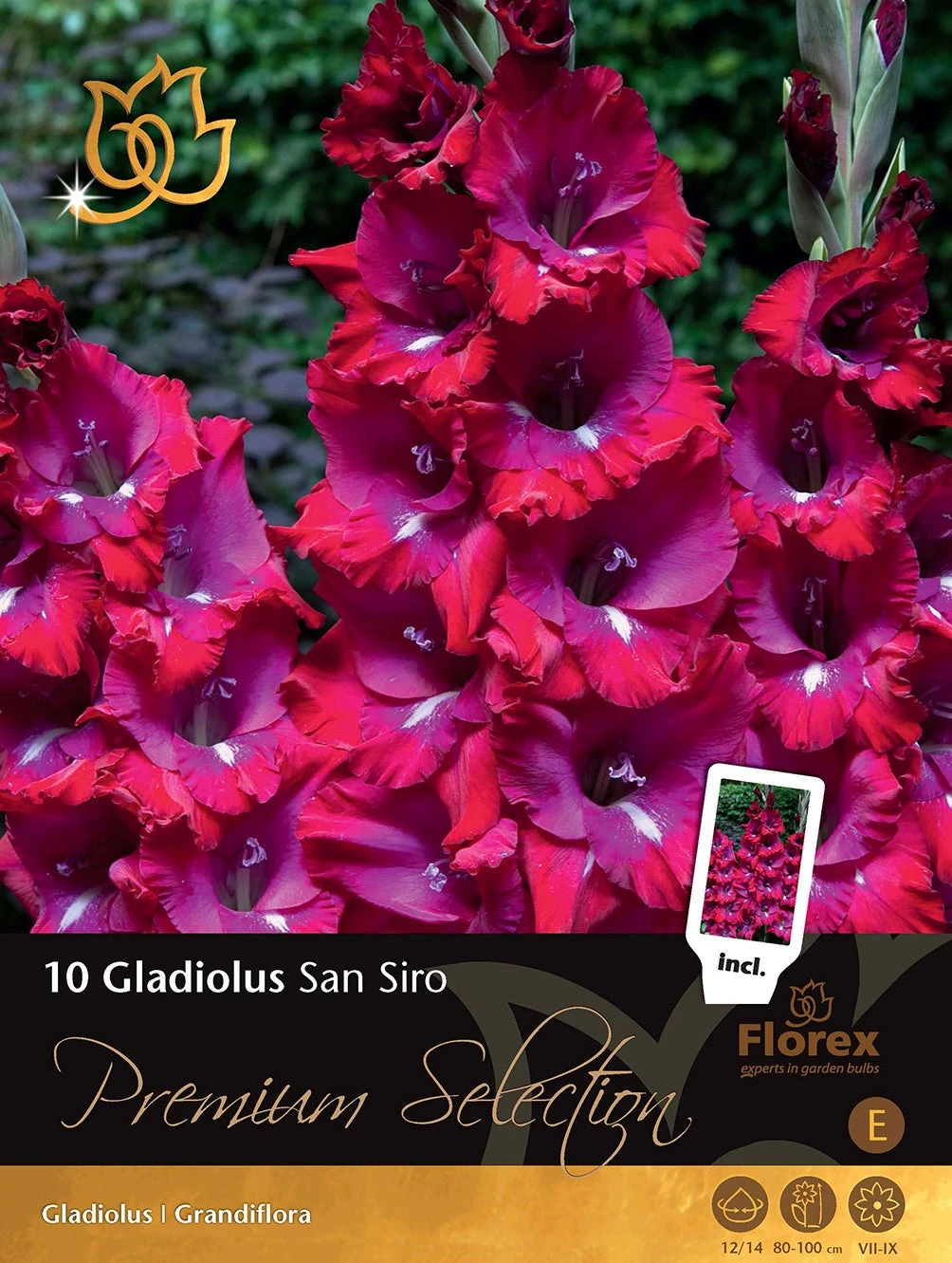 Florex Premium Gladiool (Gladiolus 'San Siro') 10 Stuks 1 Florex Premium Gladiool (Gladiolus 'San Siro') 10 Stuks