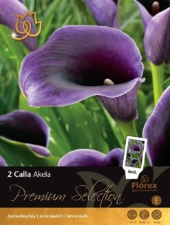 Florex Premium Calla (Zantedeschia 'Akela') 2 Stuks