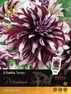 Florex Premium Dahlia (Dahlia 'Tartan') 2 Stuks