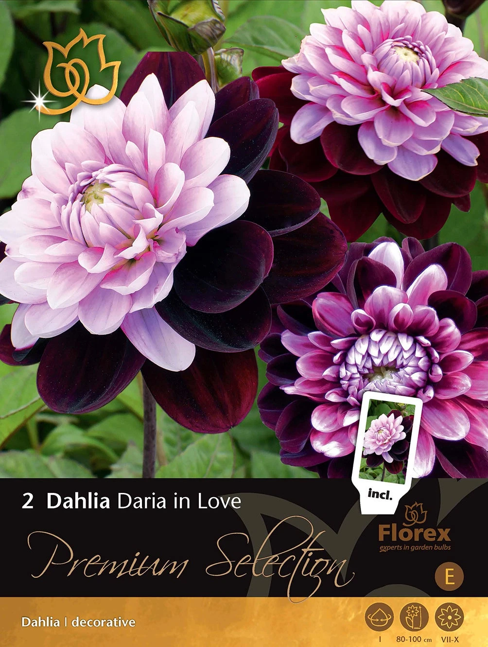 Florex Premium Dahlia (Dahlia 'Daria In Love') 2 Stuks 1 Florex Premium Dahlia (Dahlia 'Daria In Love') 2 Stuks