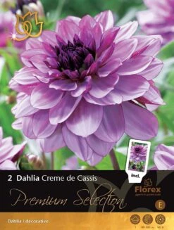 Florex Premium Dahlia (Dahlia 'Crème De Cassis') 2 Stuks