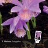 Florex Premium Aardorchidee (Pleione Tongariro)