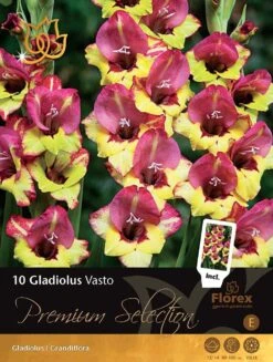 Florex Premium Gladiool (Gladiolus 'Vasto') 10 Stuks