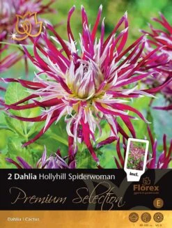 Florex Premium Dahlia (Dahlia 'Hollyhill Spiderwoman') 2 Stuks