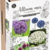 Florex Bloembollen Trendy Allium