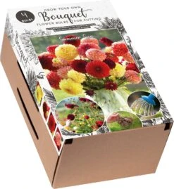 Florex Kraftdoos Bouquet Dahlia (Dahlia 'Pompon') Gemengd 4 Stuks