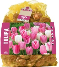 Florex Bloembollen Tulp (Tulipa) Roze Mix 40 Stuks