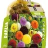 Florex Dahlia Knol (Dahlia Pompon) Gemengd 8 Stuks