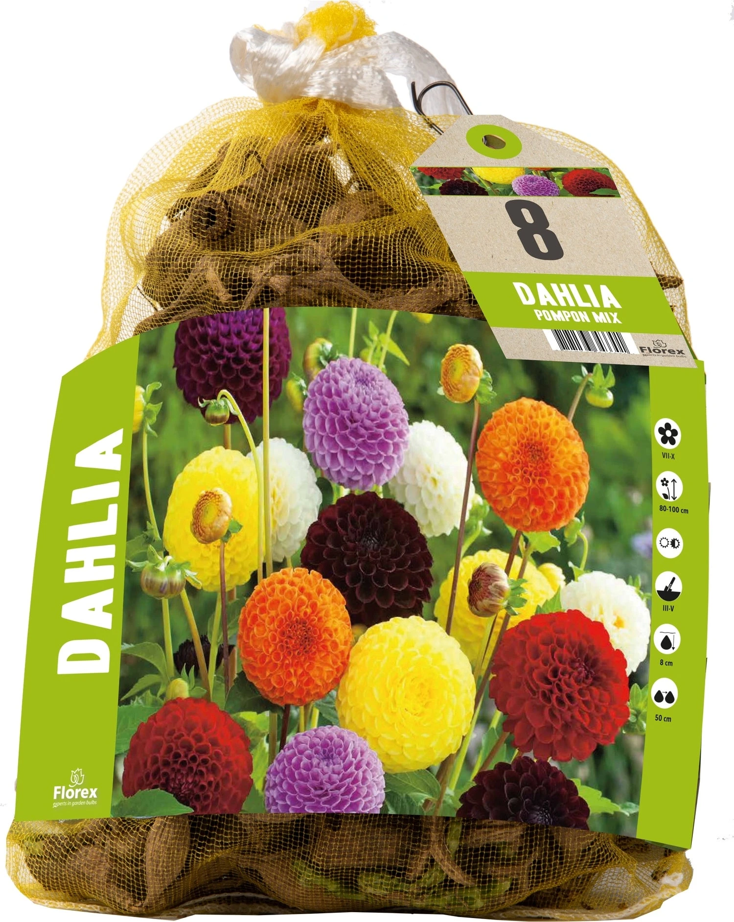 Florex Dahlia Knol (Dahlia Pompon) Gemengd 8 Stuks 1 Florex Dahlia Knol (Dahlia Pompon) Gemengd 8 Stuks