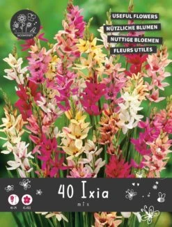 Florex Bloembollen Nuttige Bloemen Ixia (Ixia) Mix 10,5 X 17,5 X 22 Cm