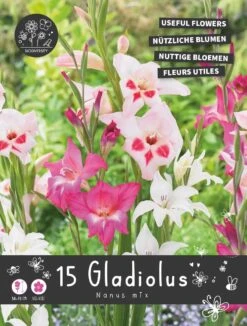 Florex Bloembollen Nuttige Bloemen Gladiool (Gladiolus Nanus) Mix 10,5 X 17,5 X 22 Cm