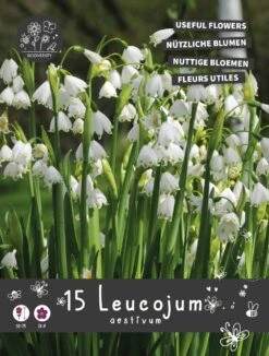 Florex Bloembollen Nuttige Bloemen Zomerklokje (Leucojum Aestivum) 10,5 X 17,5 X 22 Cm