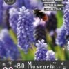 Florex Bloembollen Nuttige Bloemen Blauw Druifje (Muscari Armeniacum) 10,5 X 17,5 X 22 Cm
