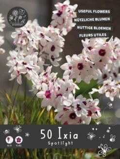 Florex Bloembollen Nuttige Bloemen Ixia (Ixia 'Spotlight') 10,5 X 17,5 X 22 Cm
