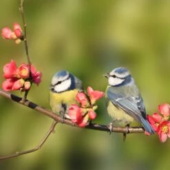 Schilderij Pimpelmees Roze / Groen 58 X 2 X 58 Cm