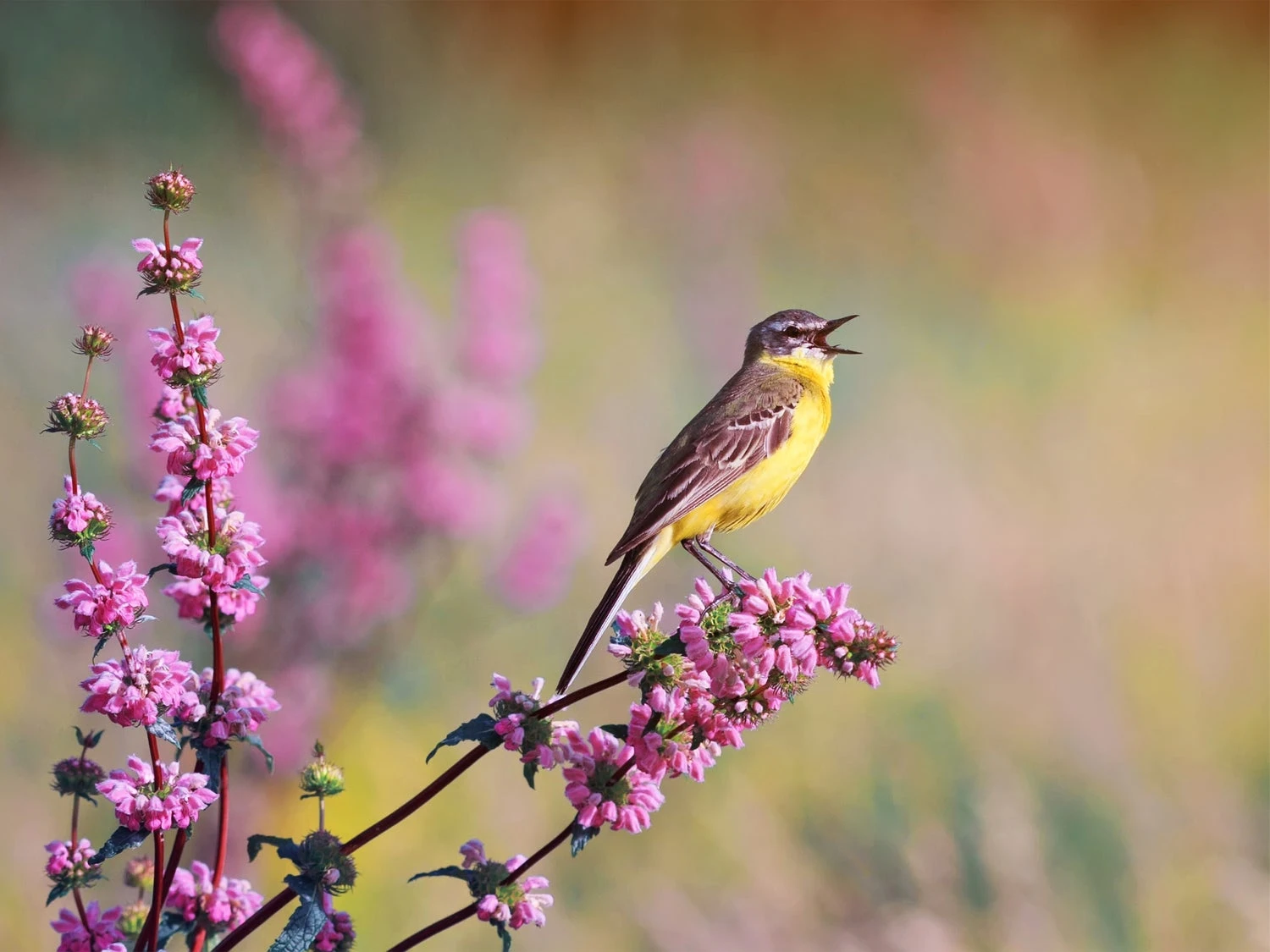 Schilderij Kwikstaart Vogel Roze / Geel 58 X 2 X 78 Cm 1 Schilderij Kwikstaart Vogel Roze / Geel 58 X 2 X 78 Cm