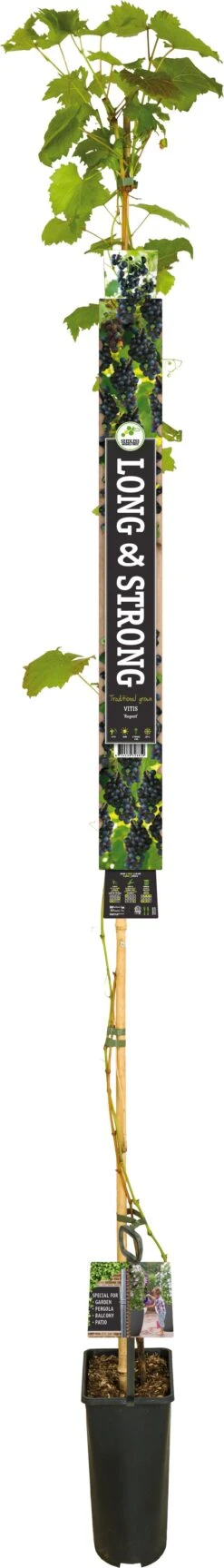 Blauwe Druif (Vitis Vinifera 'Regent') D 23 H 210 Cm