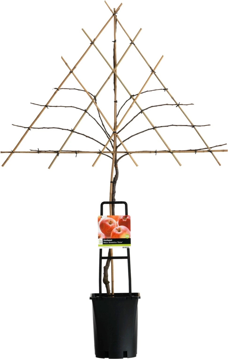 Handappel (Malus Domestica 'Elstar') 1 Handappel (Malus Domestica 'Elstar')