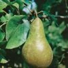 Hand- Of Bewaarpeer (Pyrus Communis 'Conference')