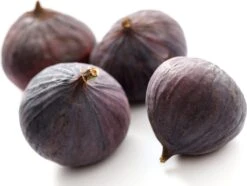 Vijg (Ficus Carica 'Brown Turkey')