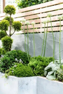 Sierui (Allium 'White Giant') D 19 H 25 Cm