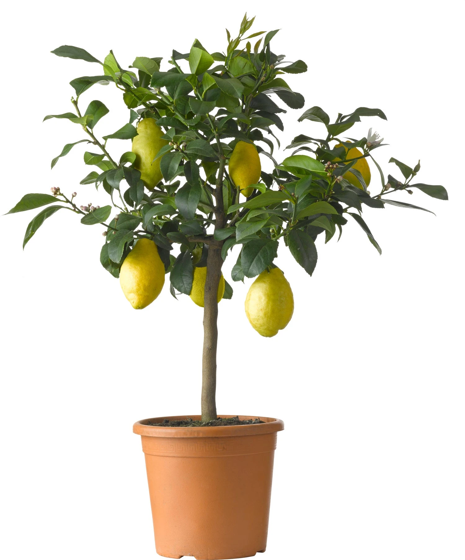 Citroenboom (Citrus Sinensis 'Limone') D 20 H 60 Cm 1 Citroenboom (Citrus Sinensis 'Limone') D 20 H 60 Cm