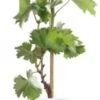 Biologische Pitloze Witte Druif (Vitis Vinifera Centennial Seedless') D 19 H 55 Cm