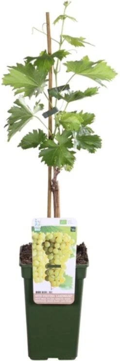 Biologische Pitloze Witte Druif (Vitis Vinifera 'Lakemont') D 19 H 55 Cm