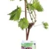 Blauwe Druif (Vitis Vinifera 'Regent') D 19 H 55 Cm