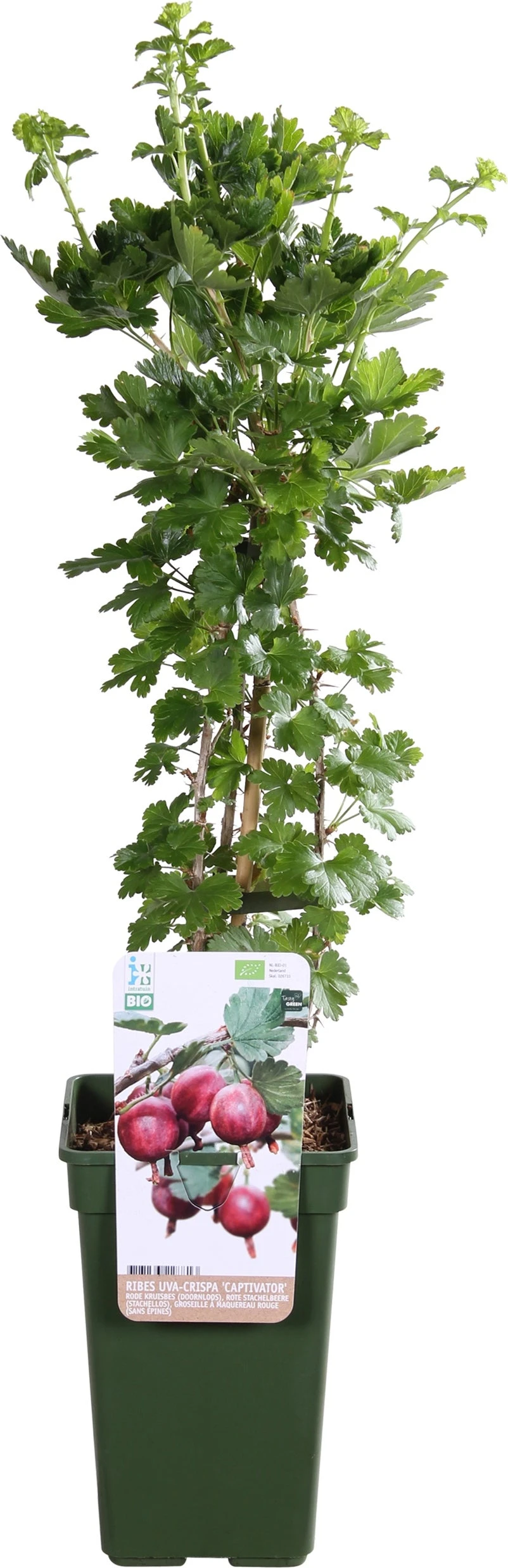 Intratuin Biologische Kruisbes (Ribes Uva Crispa 'Captivator') D 19 H 55 Cm 1 Intratuin Biologische Kruisbes (Ribes Uva Crispa 'Captivator') D 19 H 55 Cm