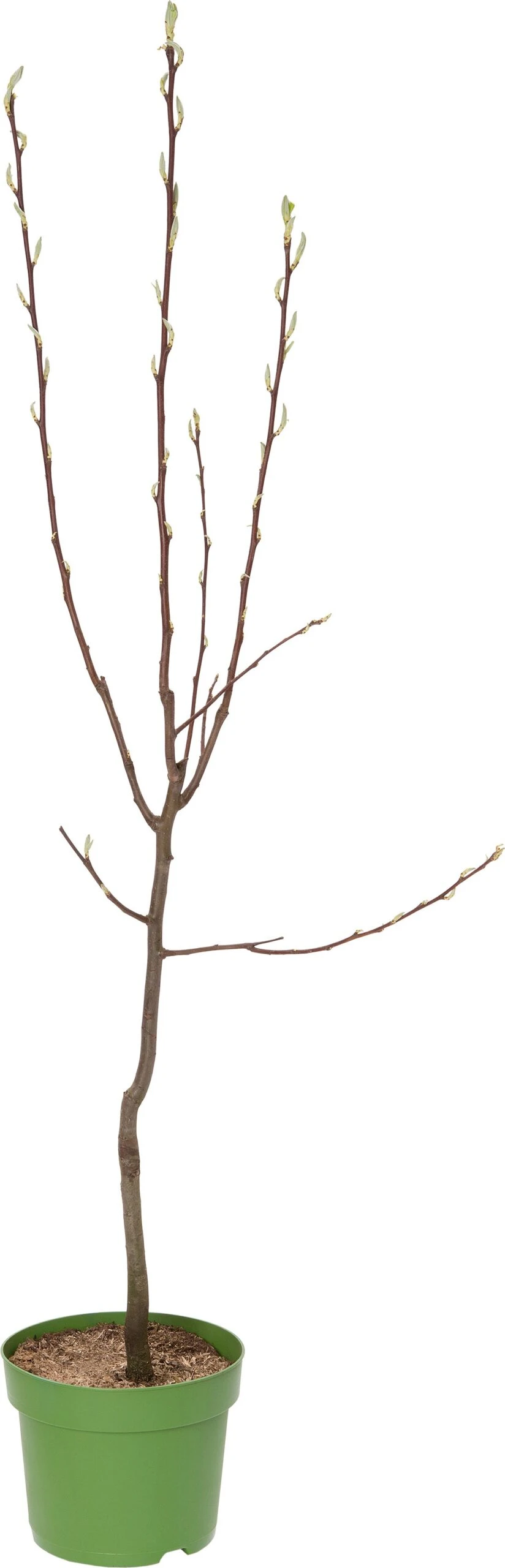 Biologische Perenboom (Pyrus Communis 'Doyenne Du Comice') D 26 H 150 Cm 1 Biologische Perenboom (Pyrus Communis 'Doyenne Du Comice') D 26 H 150 Cm