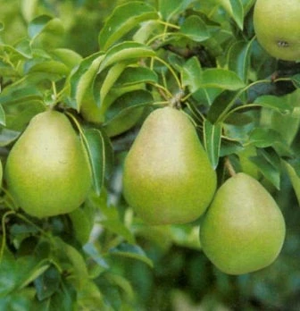 Biologische Perenboom (Pyrus Communis 'Doyenne Du Comice') D 26 H 150 Cm 2 Biologische Perenboom (Pyrus Communis 'Doyenne Du Comice') D 26 H 150 Cm - Afbeelding 2