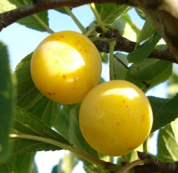 Biologische Pruim (Prunus Domestica 'Mirabelle De Nancy') D 26 H 150 Cm 2 Biologische Pruim (Prunus Domestica 'Mirabelle De Nancy') D 26 H 150 Cm - Afbeelding 2