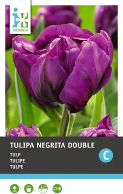 Intratuin Bloembollen Tulp (Tulipa 'Negritta Double') 10 Stuks