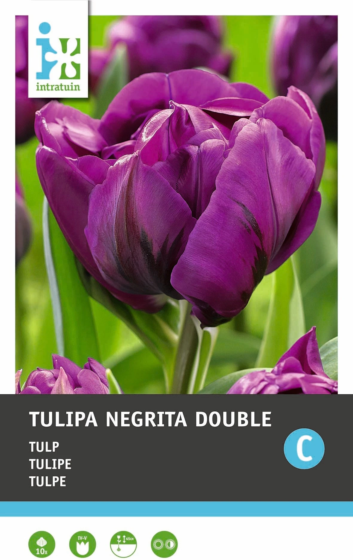 Intratuin Bloembollen Tulp (Tulipa 'Negritta Double') 10 Stuks 1 Intratuin Bloembollen Tulp (Tulipa 'Negritta Double') 10 Stuks