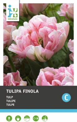 Intratuin Bloembollen Tulp (Tulipa 'Finola') 10 Stuks -Elho || ESSCHERT DESIGN || Nature Winkel 8717263341178 2 2