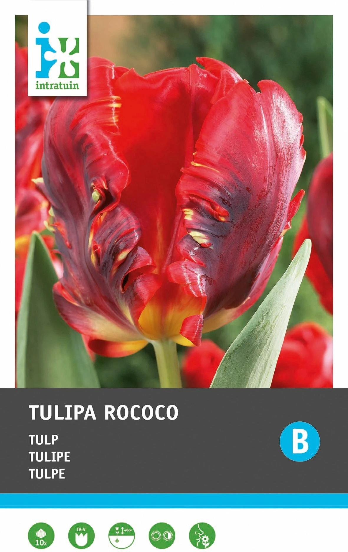 Intratuin Bloembollen Tulp (Tulipa 'Rococo') 10 Stuks 2 Intratuin Bloembollen Tulp (Tulipa 'Rococo') 10 Stuks - Afbeelding 2