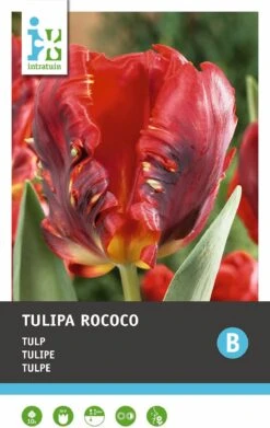 Intratuin Bloembollen Tulp (Tulipa 'Rococo') 10 Stuks 5 Intratuin Bloembollen Tulp (Tulipa 'Rococo') 10 Stuks -Elho || ESSCHERT DESIGN || Nature Winkel 8717263341277 2 2